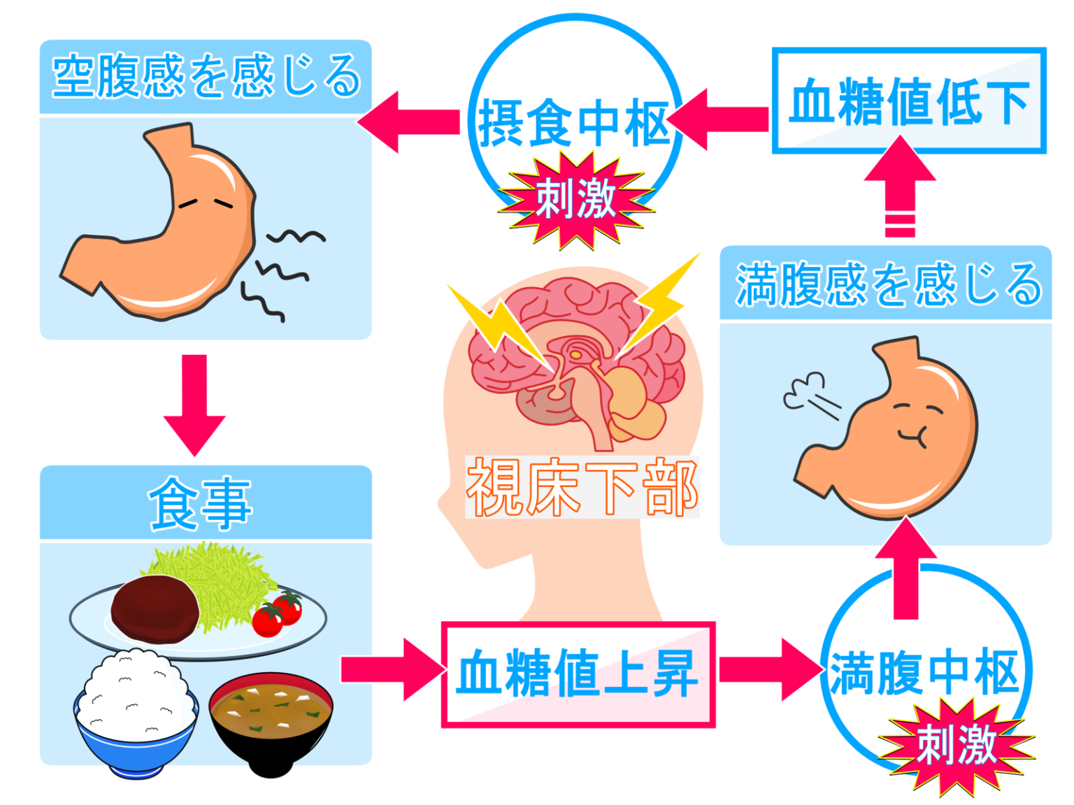 なぜお腹が鳴る？食後直ぐ寝ると牛になる！？空腹の原因と対策はこれ！